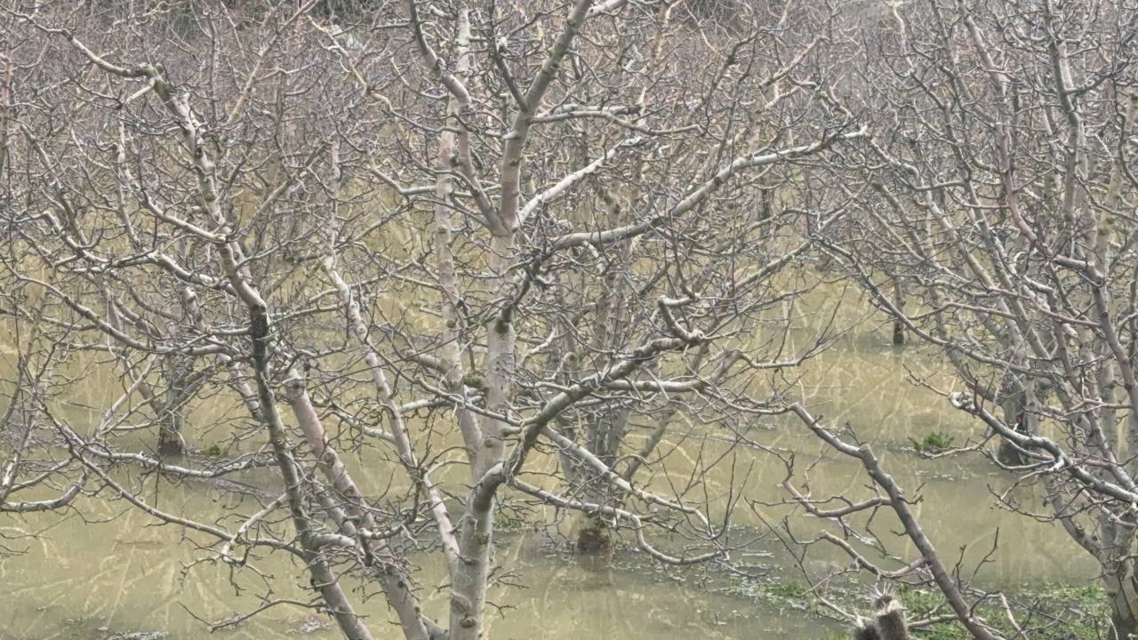 Elmanın başkenti Eğirdir’de yağış bereketi bahçeleri göle çevirdi
