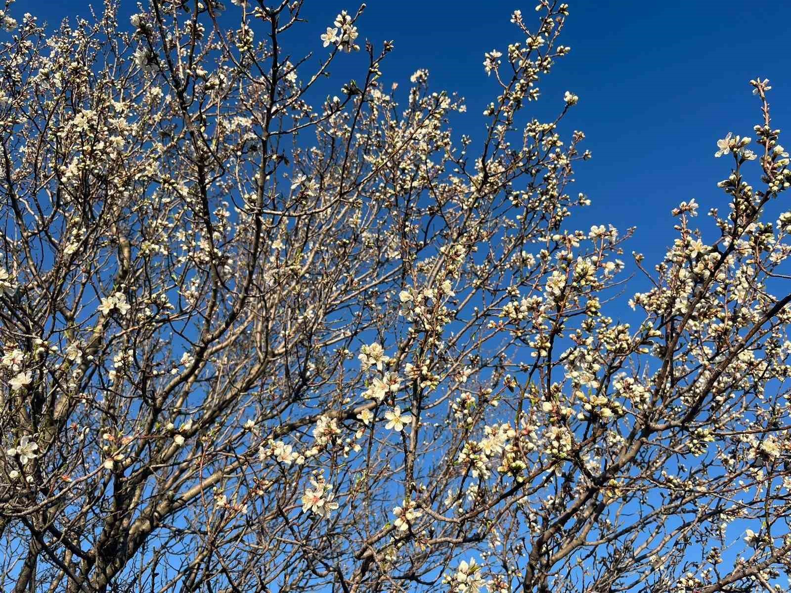 Emet’te badem ağaçları çiçek açtı
