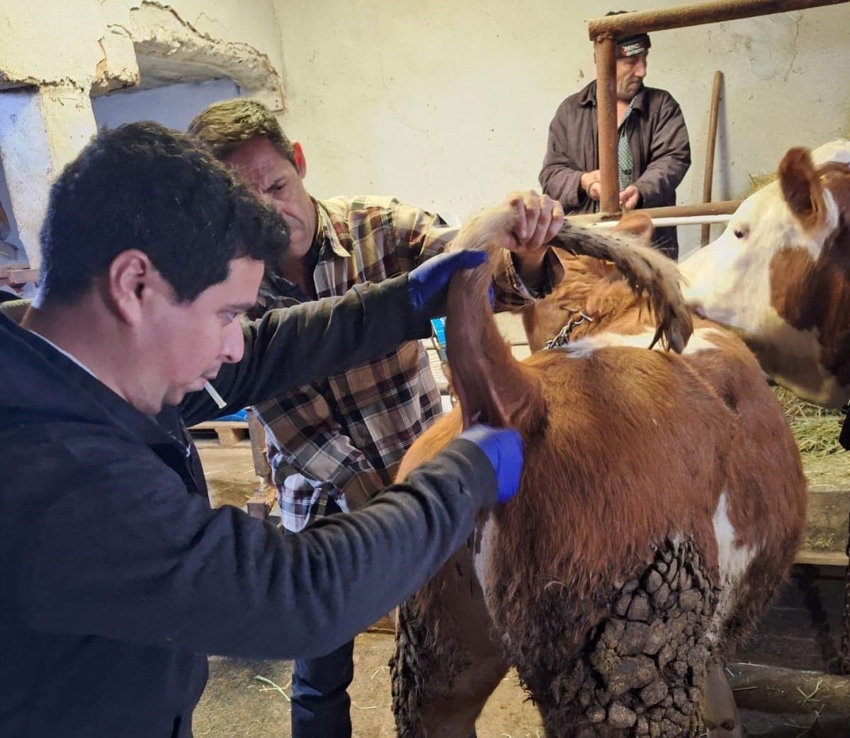 Emet’te şap sero-surveyans çalışmaları
