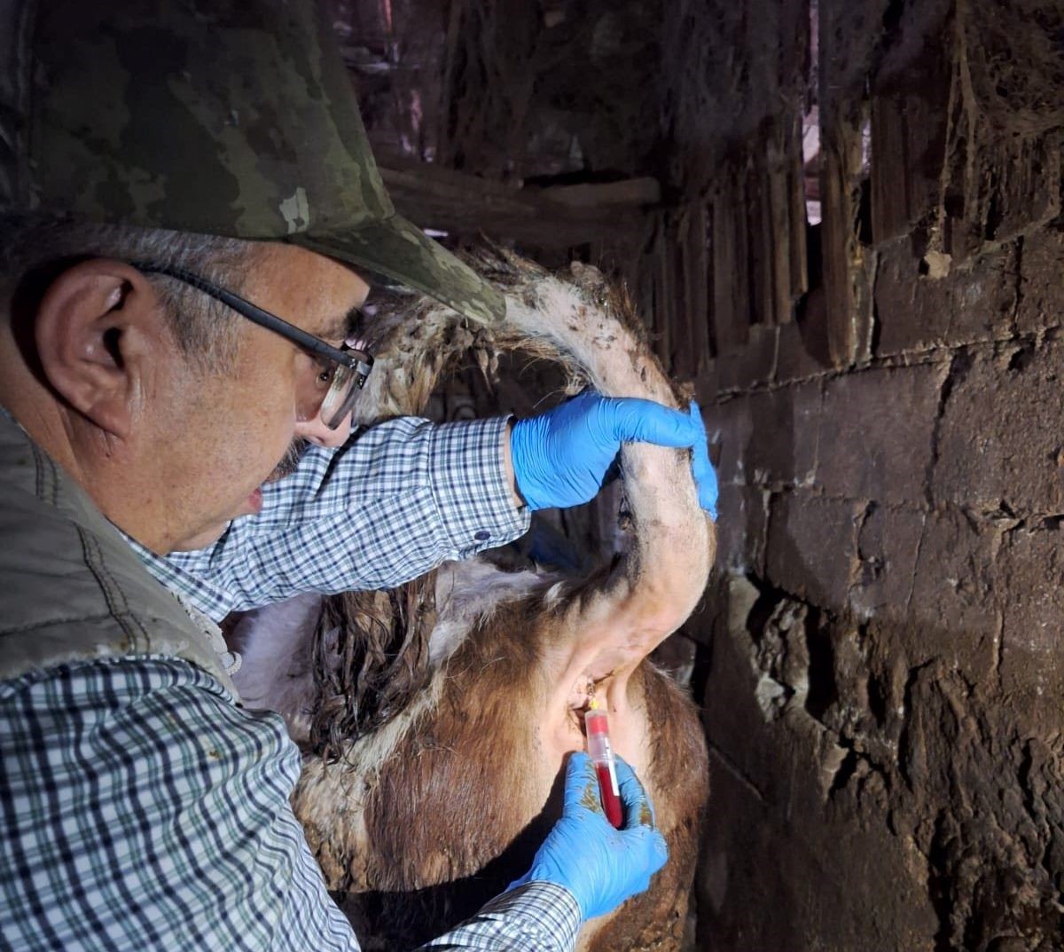 Emet’te şap sero-surveyans çalışmaları
