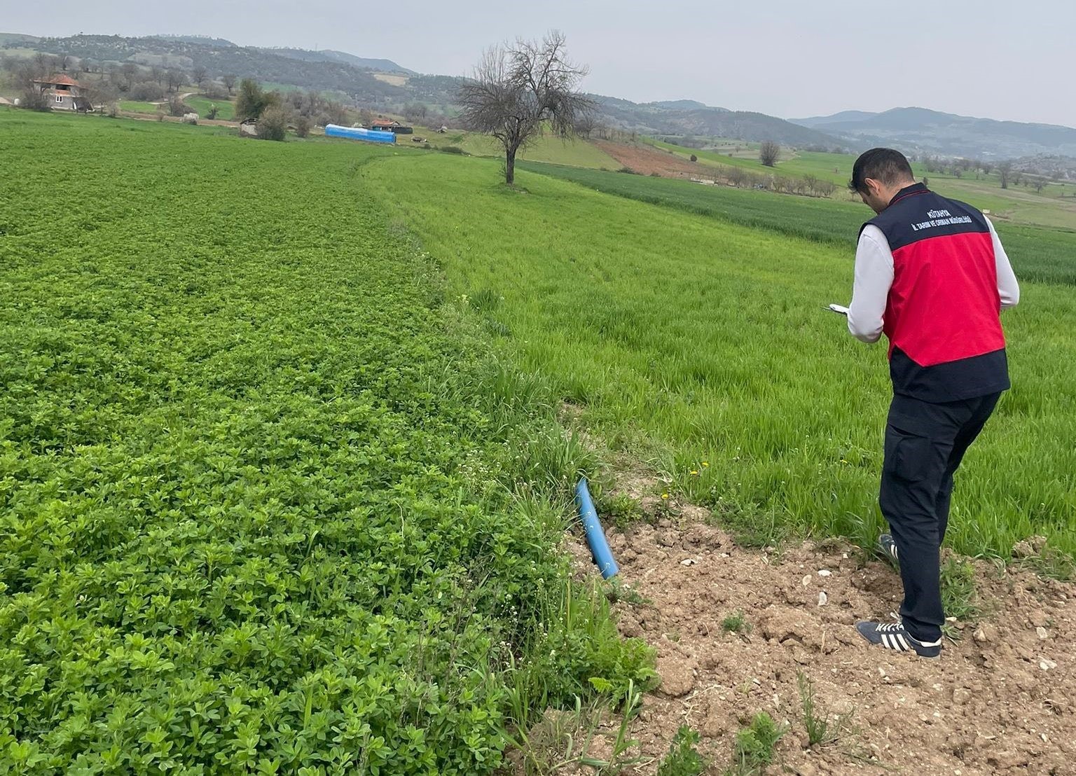 Emet’te yonca üretimine yönelik denetimler devam ediyor
