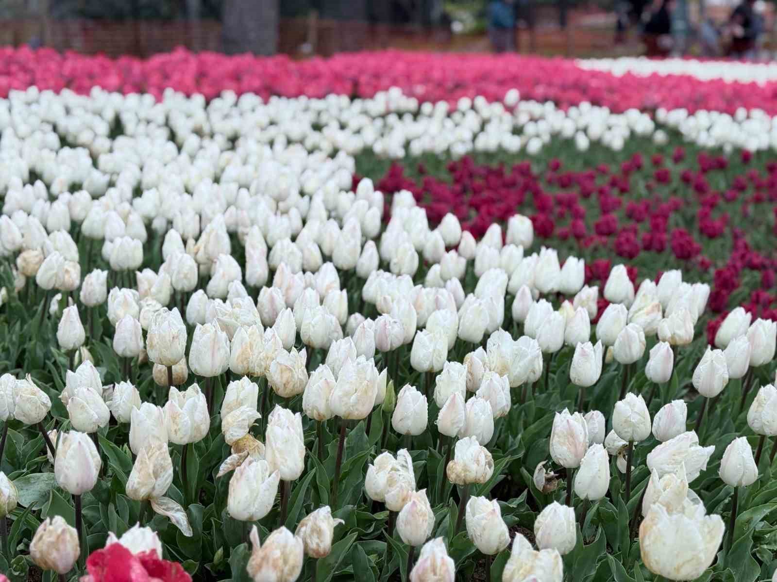 Emirgan Korusu’nda lale festivali başladı
Emirgan Korusu’nda lale festivali başladı