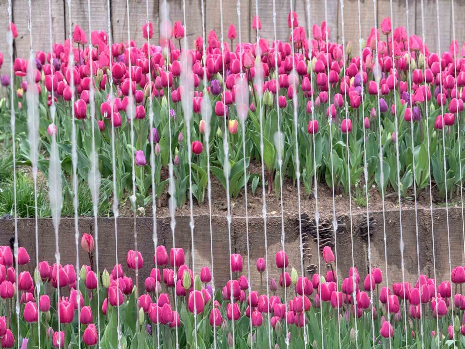 Emirgan Korusu’nda lale festivali başladı
Emirgan Korusu’nda lale festivali başladı