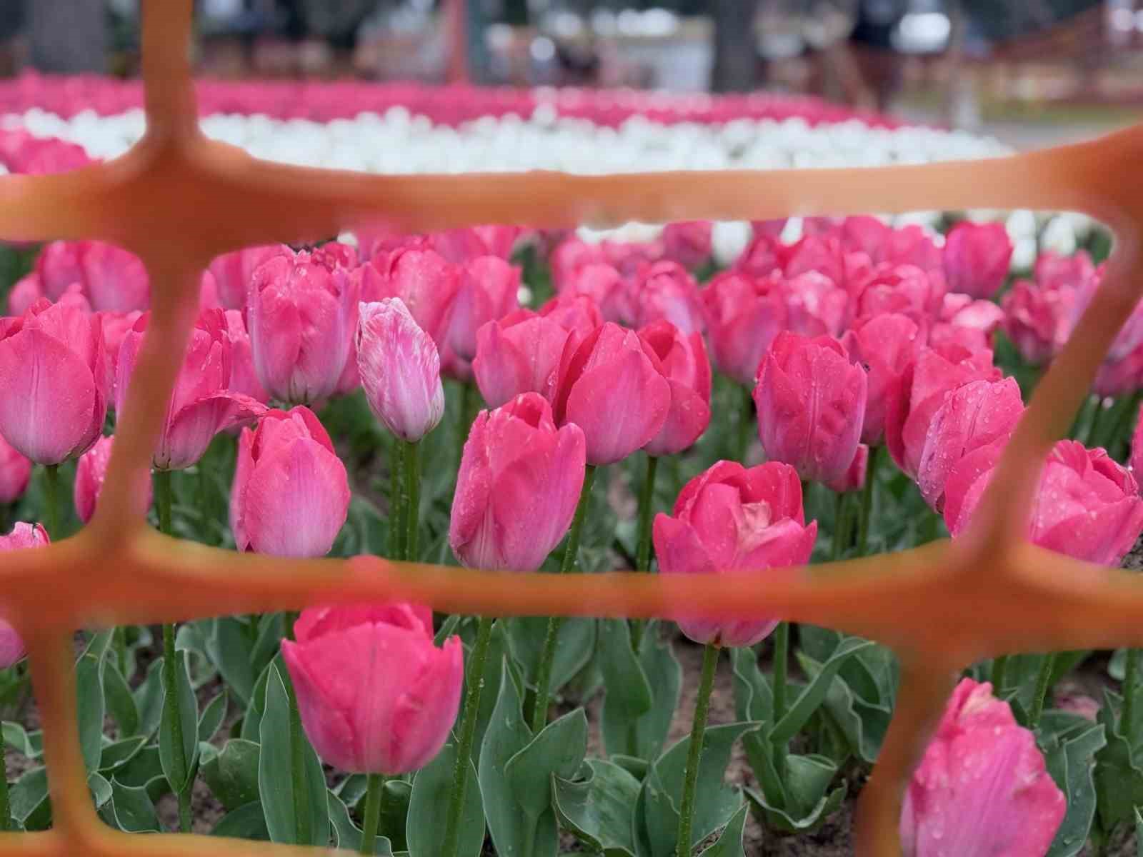 Emirgan Korusu’nda lale festivali başladı
Emirgan Korusu’nda lale festivali başladı