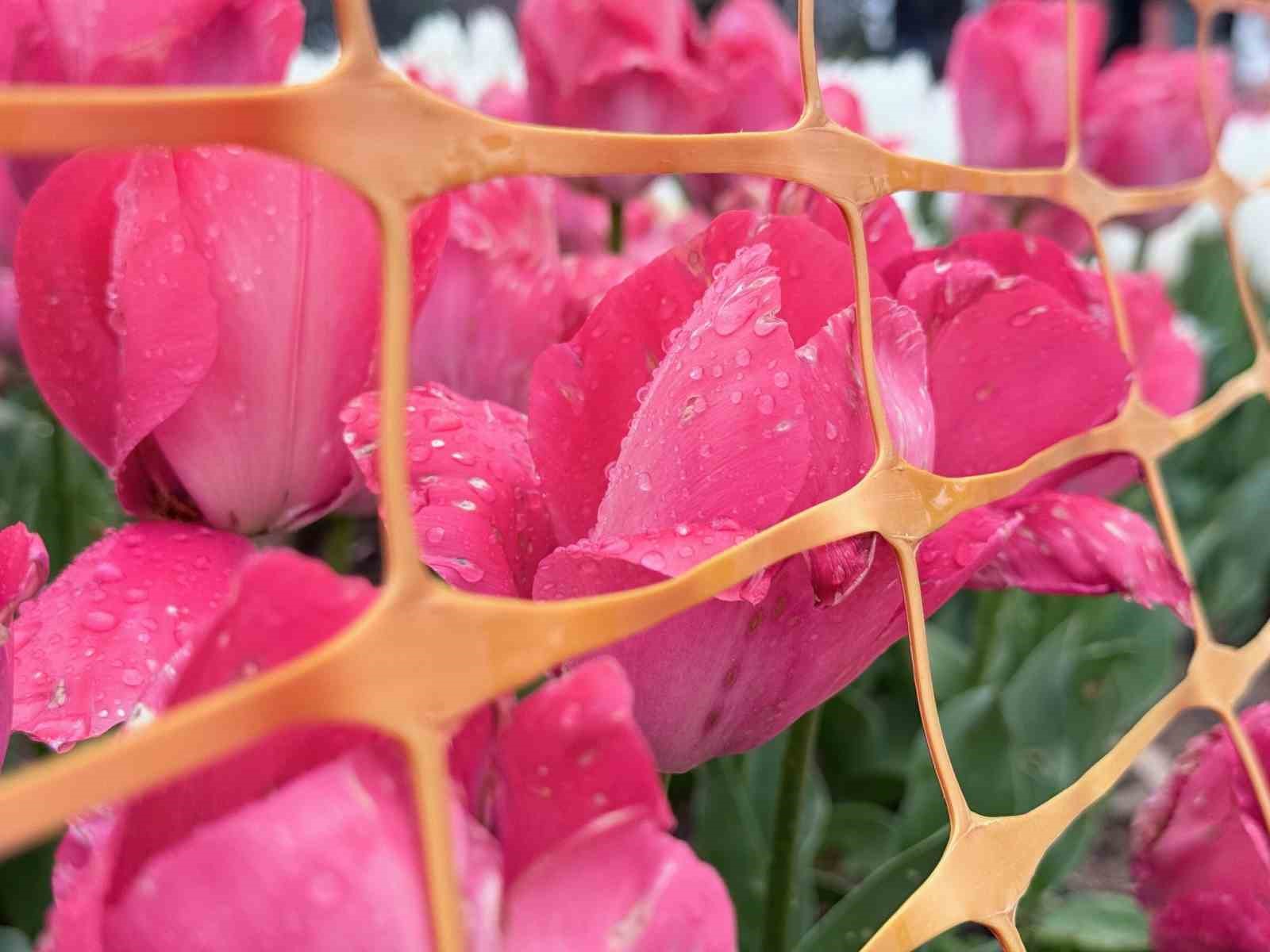 Emirgan Korusu’nda lale festivali başladı
Emirgan Korusu’nda lale festivali başladı