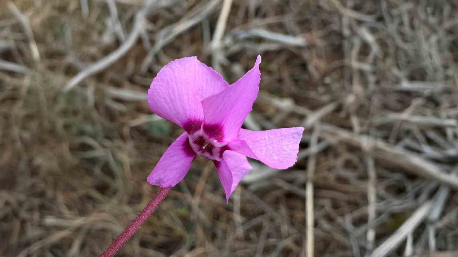 Endemik çiçekler Çameli’nde baharı müjdeliyor
