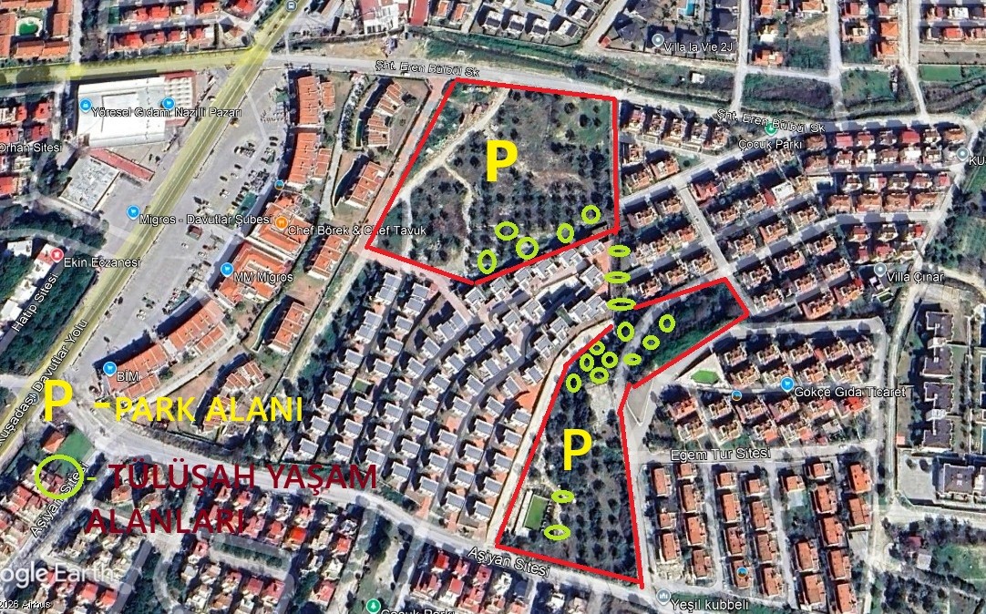 Endemik Tülüşah için inceleme yaptılar
