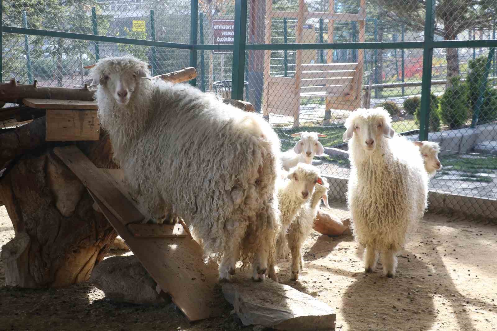 Endemik Vadi’de Ankara’nın 4 beyazı
