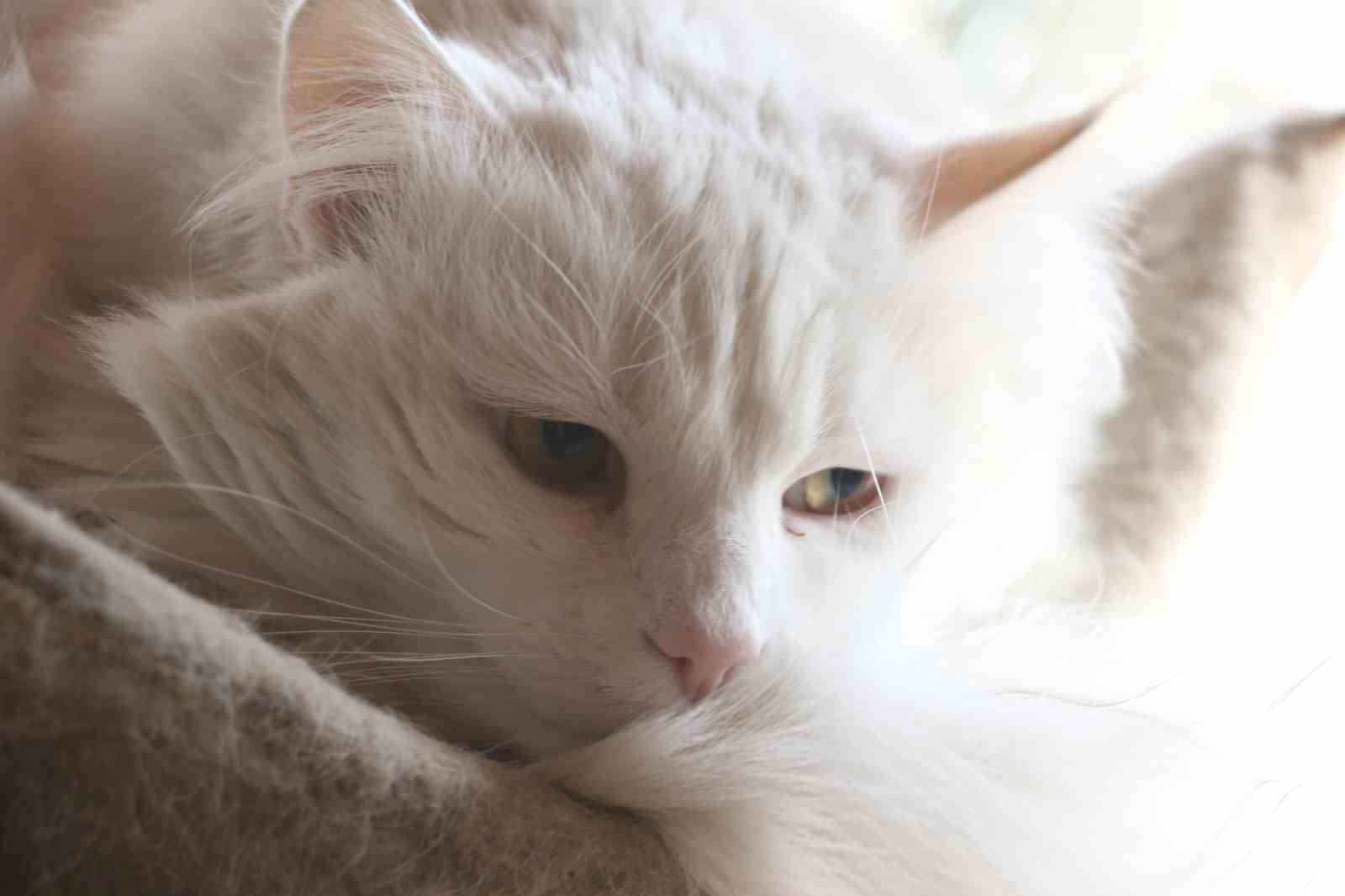 Endemik Vadi’de Ankara’nın 4 beyazı
