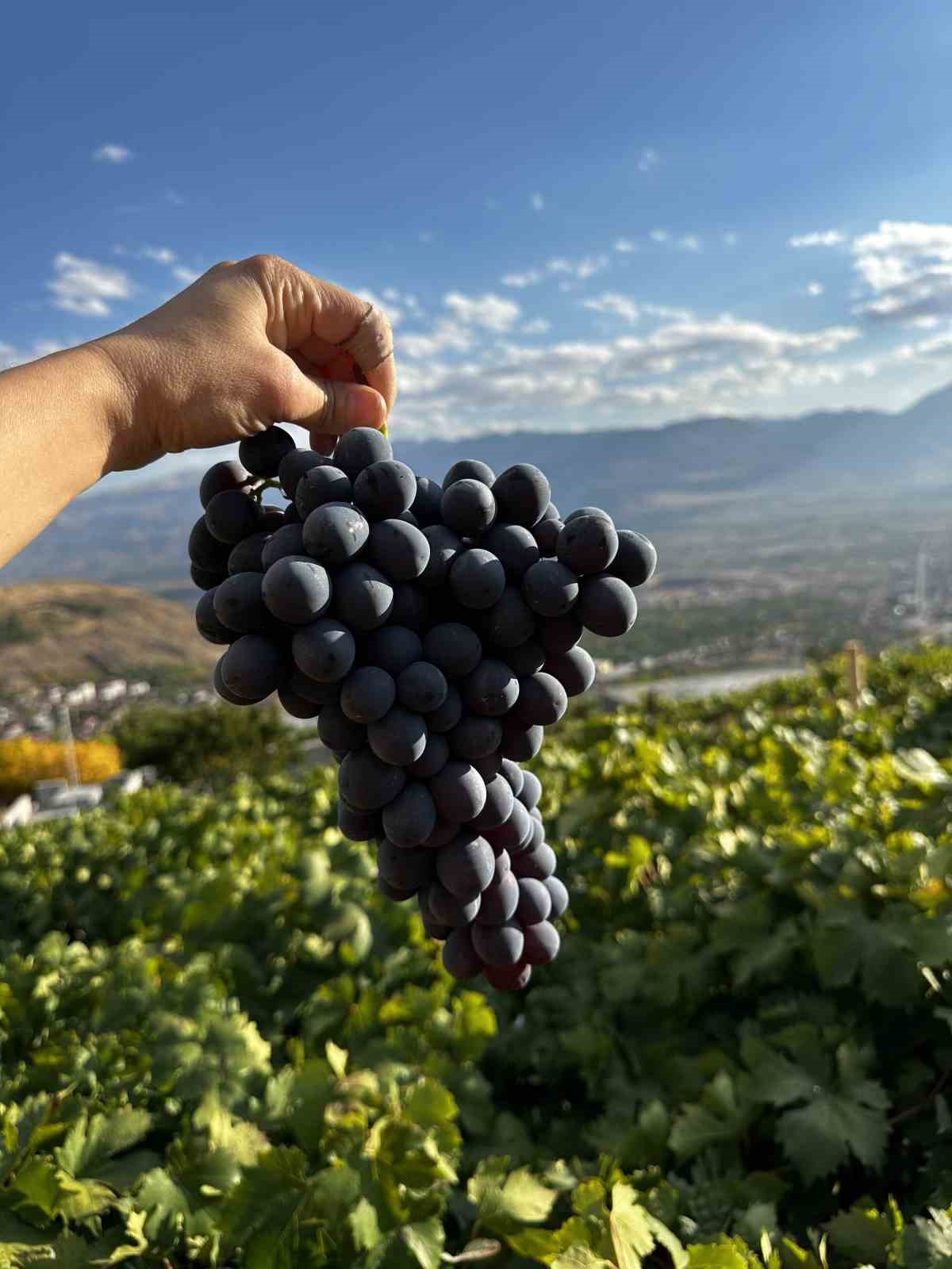 Erzincan Tulum Peyniri ve Cimin Üzümü dünya çapında tescillendi
Erzincan Tulum Peyniri ve Cimin Üzümü dünya çapında tescillendi