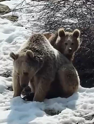 Erzincan’da ayıların kar keyfi kamerada
