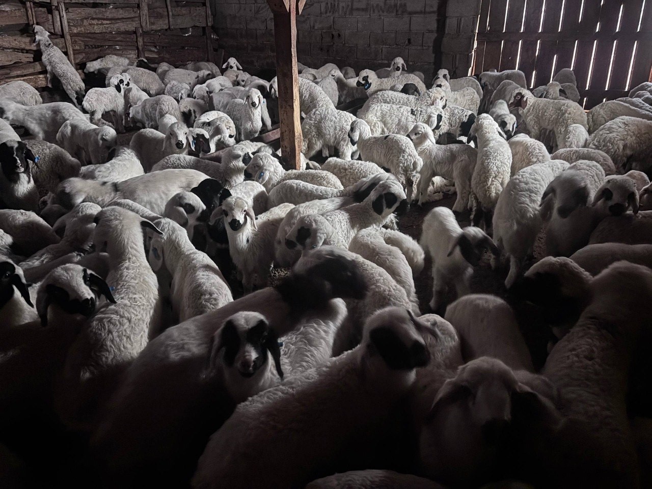 Erzincan’da baharın gelişiyle koyun-kuzu buluşmaları renkli görüntüler sundu
