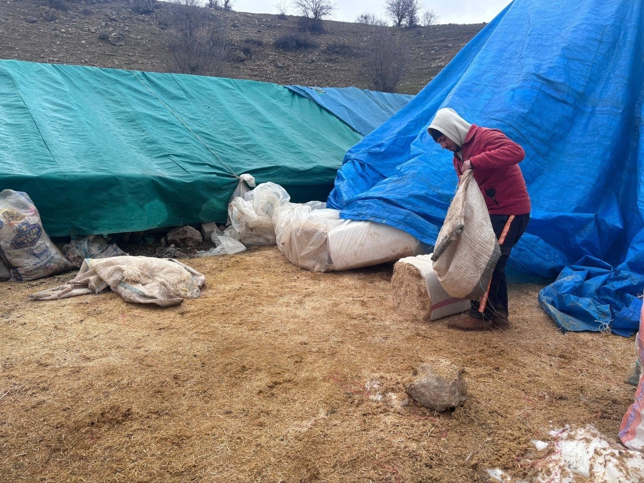 Erzincan’da baharın gelişiyle koyun-kuzu buluşmaları renkli görüntüler sundu
