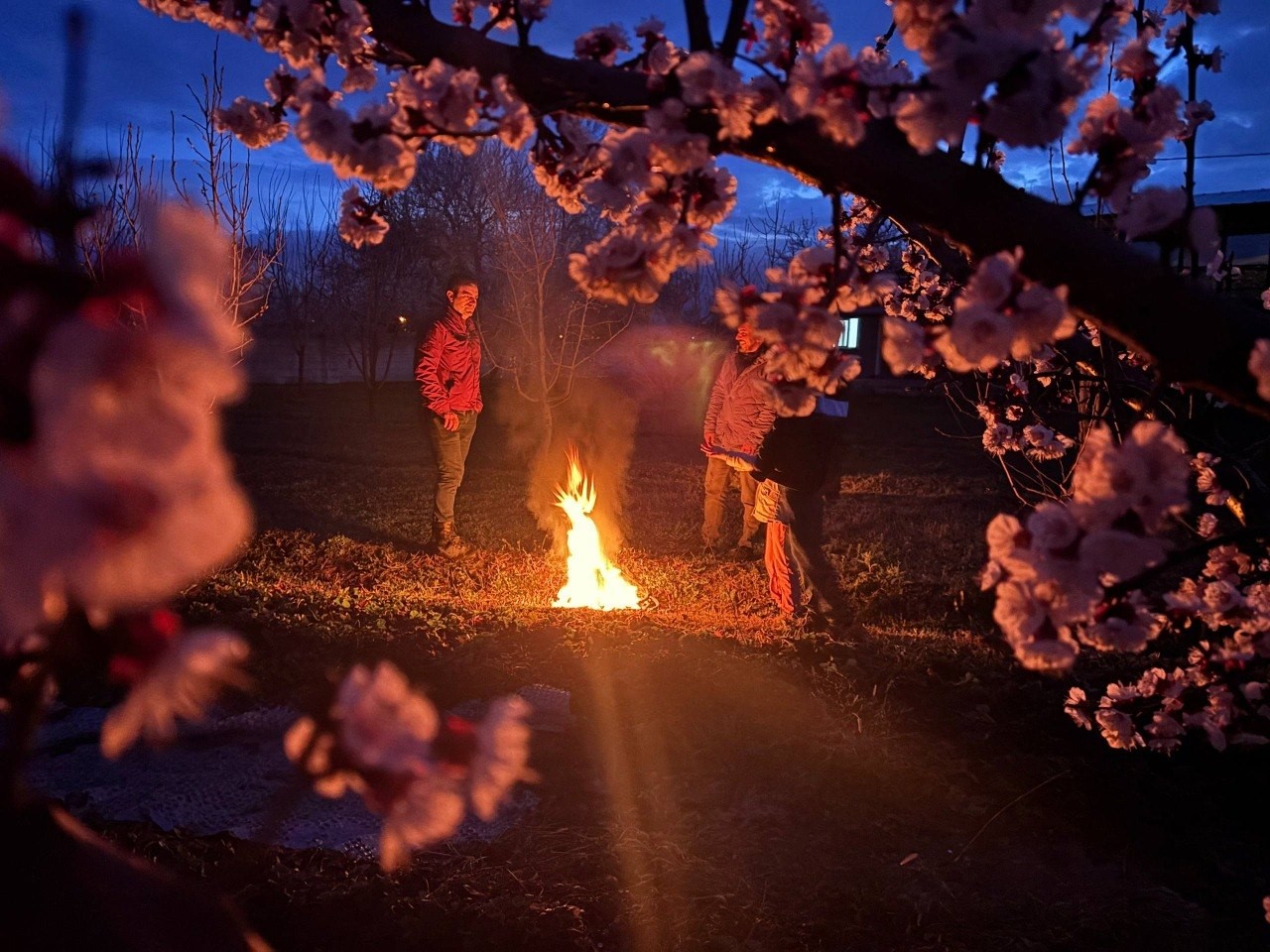 Erzincan’da çiftçiler don nöbetinde
Erzincan’da çiftçiler don nöbetinde