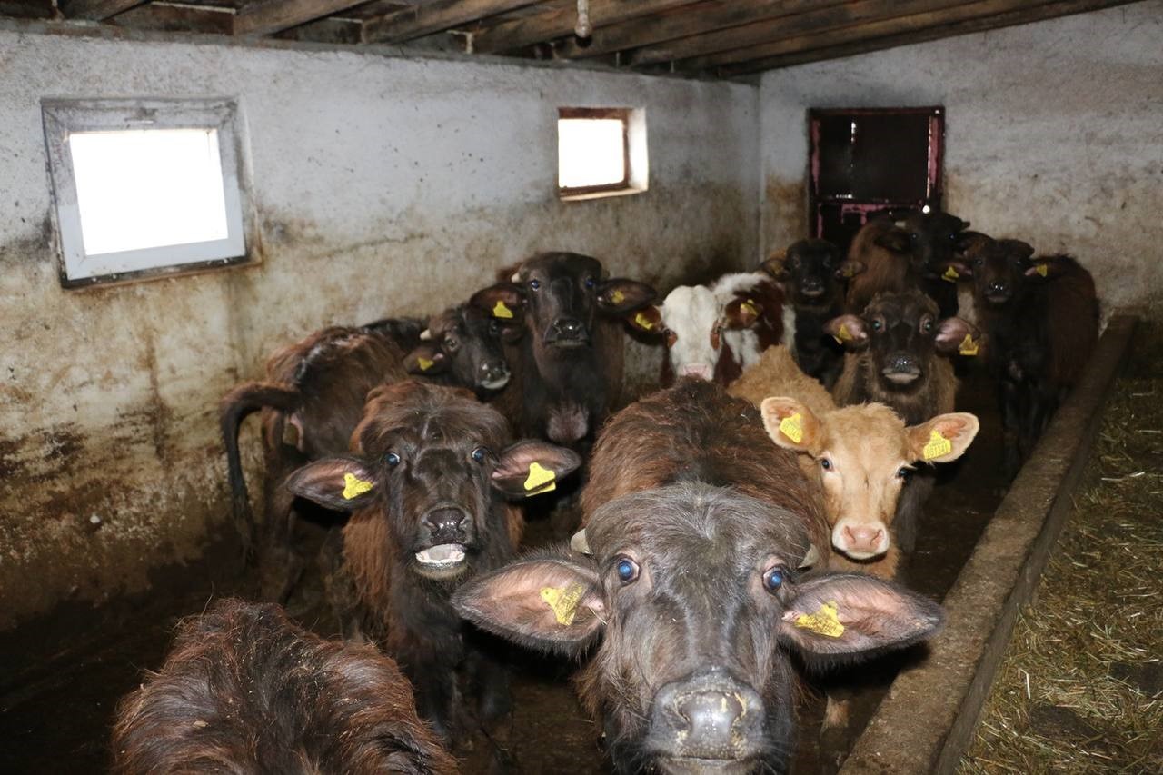 Erzincan’da manda yetiştiriciliği için araştırmalar sürüyor
