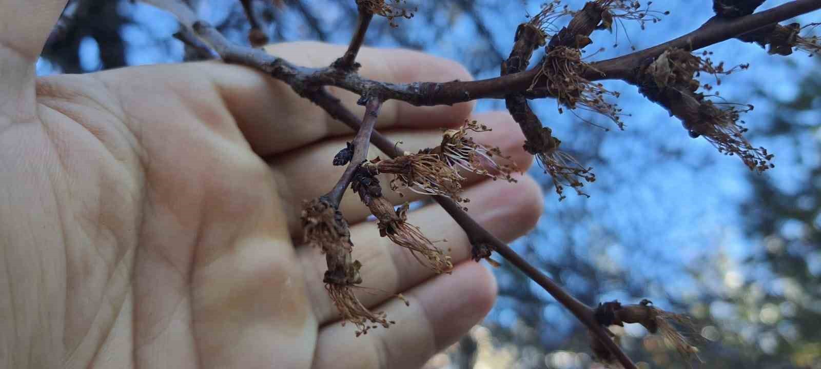 Erzincan’da soğuk şok: Kayısı çiçekleri karardı
