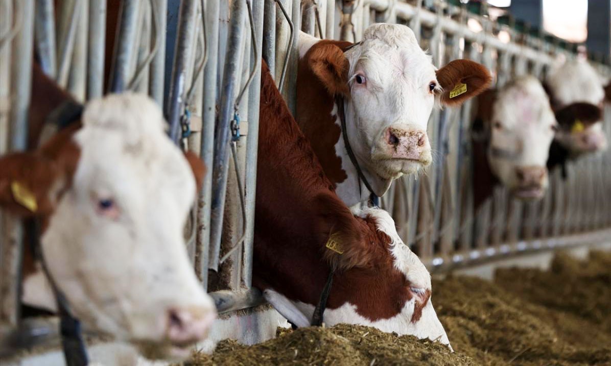 Erzincan’da süt üretimi soğuk zincirle güçleniyor
