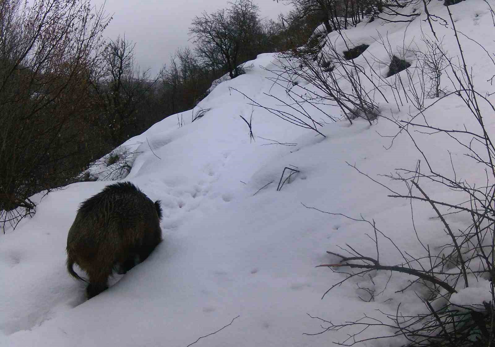 Erzincan’da vaşaktan kurda yaban hayatı kayıt altında
