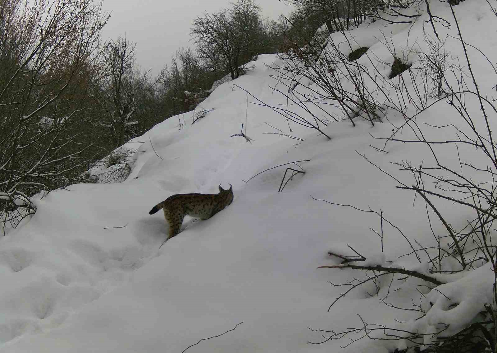 Erzincan’da vaşaktan kurda yaban hayatı kayıt altında
