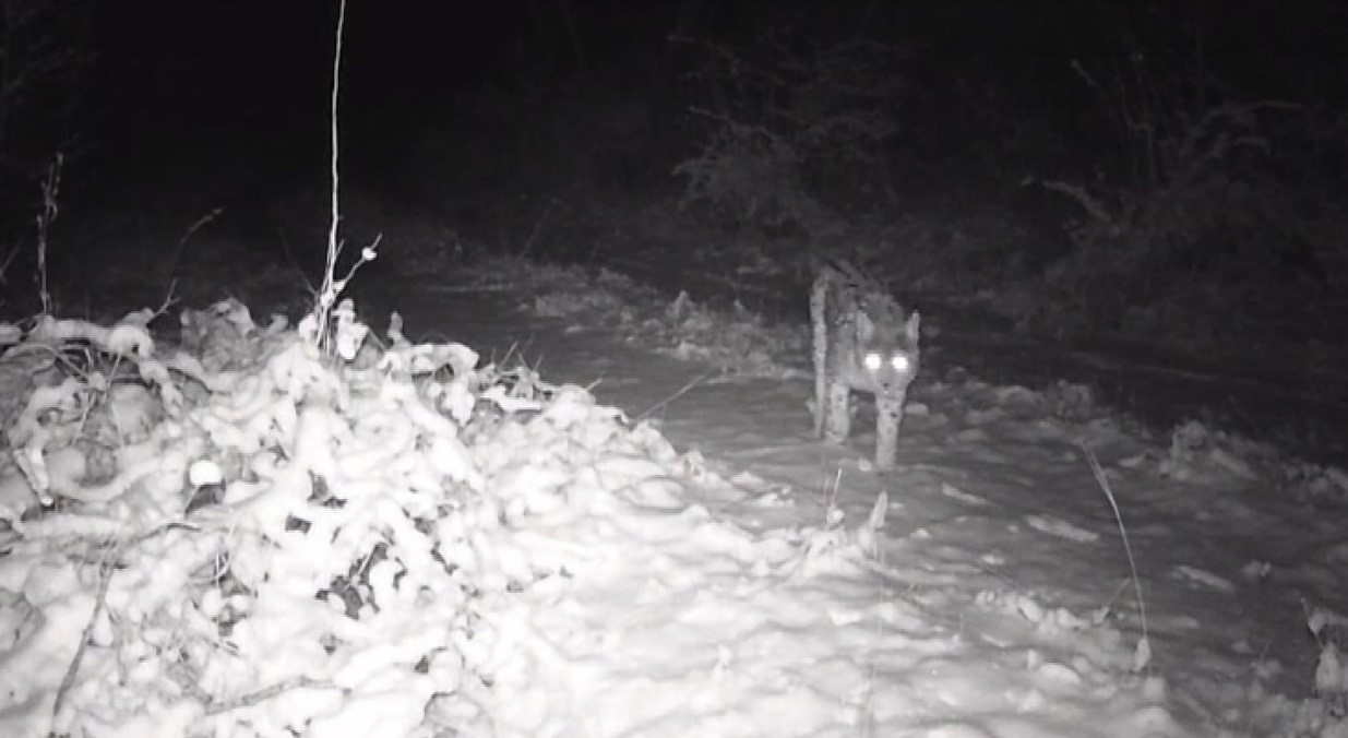 Erzincan’da yaban hayatı fotokapanla görüntüleniyor

