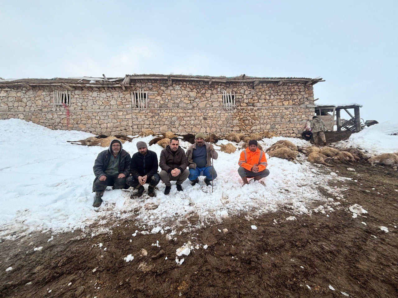 Erzincan’da yemden zehirlendikleri düşünülen 80 koyun telef oldu
Erzincan’da yemden zehirlendikleri düşünülen 80 koyun telef oldu