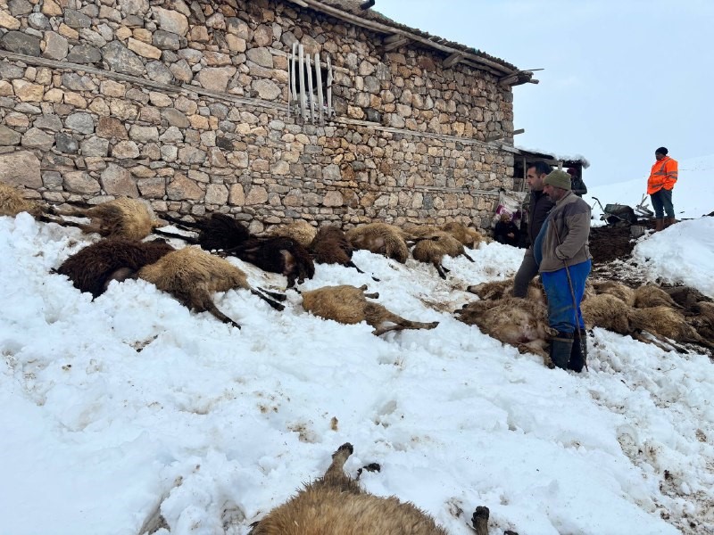 Erzincan’da yemden zehirlendikleri düşünülen 80 koyun telef oldu
Erzincan’da yemden zehirlendikleri düşünülen 80 koyun telef oldu