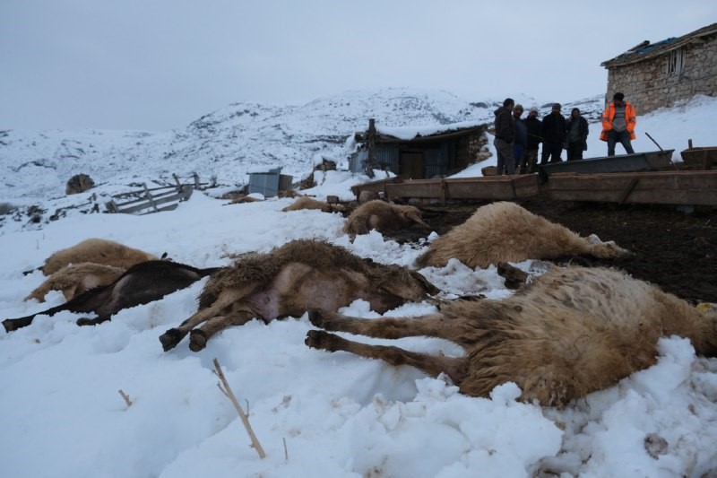 Erzincan’da yemden zehirlendikleri düşünülen 80 koyun telef oldu
Erzincan’da yemden zehirlendikleri düşünülen 80 koyun telef oldu