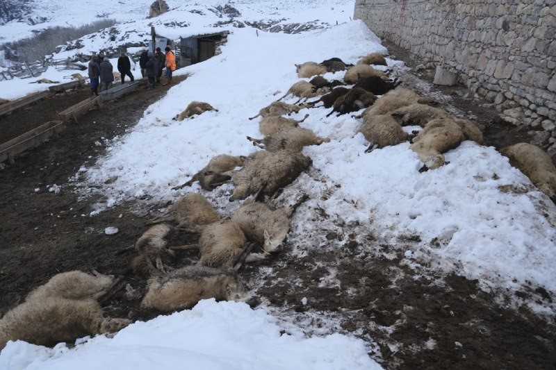 Erzincan’da yemden zehirlendikleri düşünülen 80 koyun telef oldu
Erzincan’da yemden zehirlendikleri düşünülen 80 koyun telef oldu