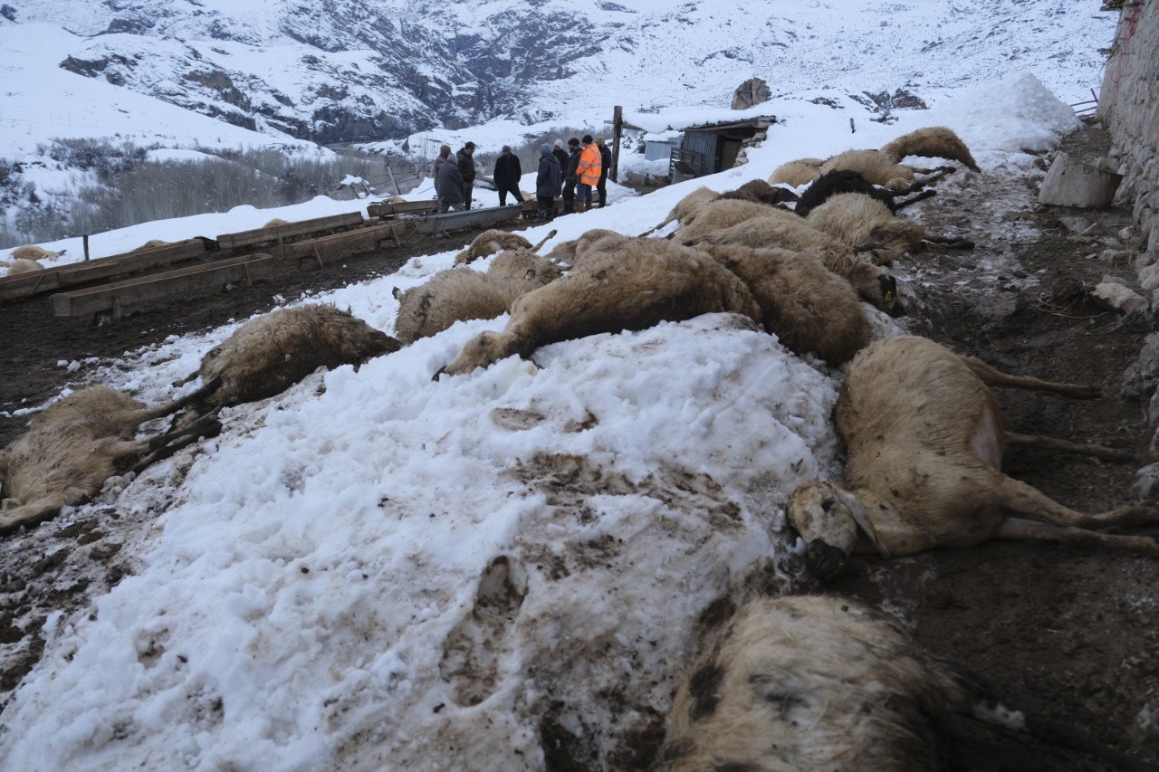 Erzincan’da yemden zehirlendikleri düşünülen 80 koyun telef oldu
Erzincan’da yemden zehirlendikleri düşünülen 80 koyun telef oldu