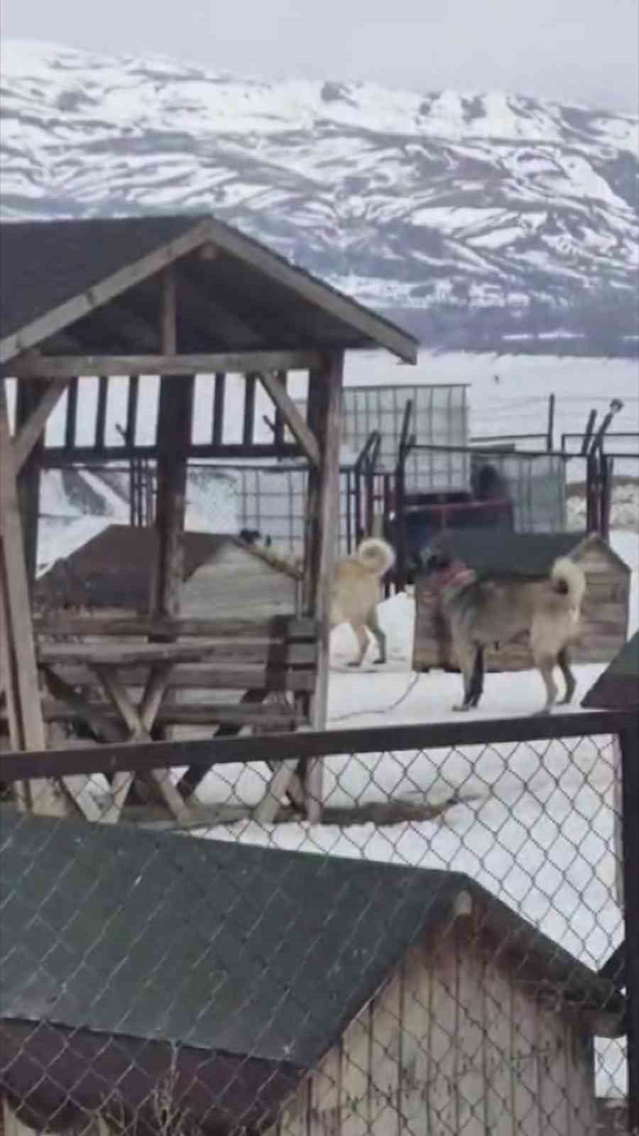 Erzincan’daki deprem öncesi Sivas’taki Kangal köpekleri tepki verdi
