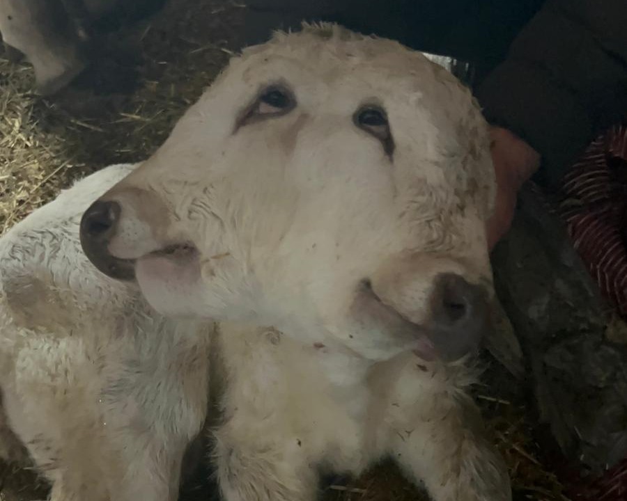Erzurum’da çift başlı buzağı dünyaya geldi
