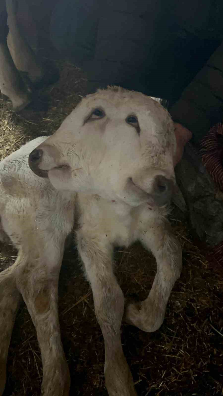 Erzurum’da çift başlı buzağı dünyaya geldi
