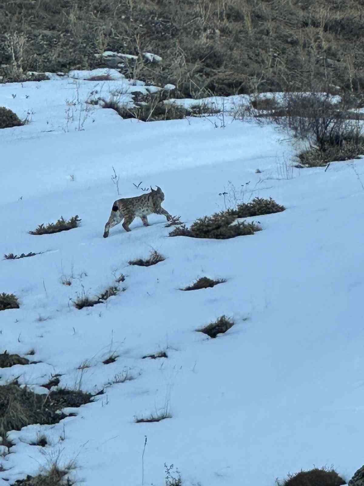 Erzurum’da karlı arazide vaşak görüntülendi
