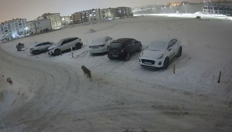 Erzurum’da kurt kent merkezine indi
