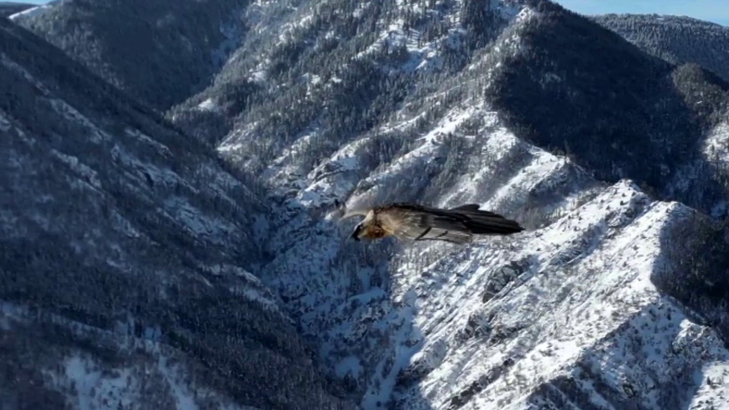 Erzurum’da sakallı akbaba dron ile görüntülendi
