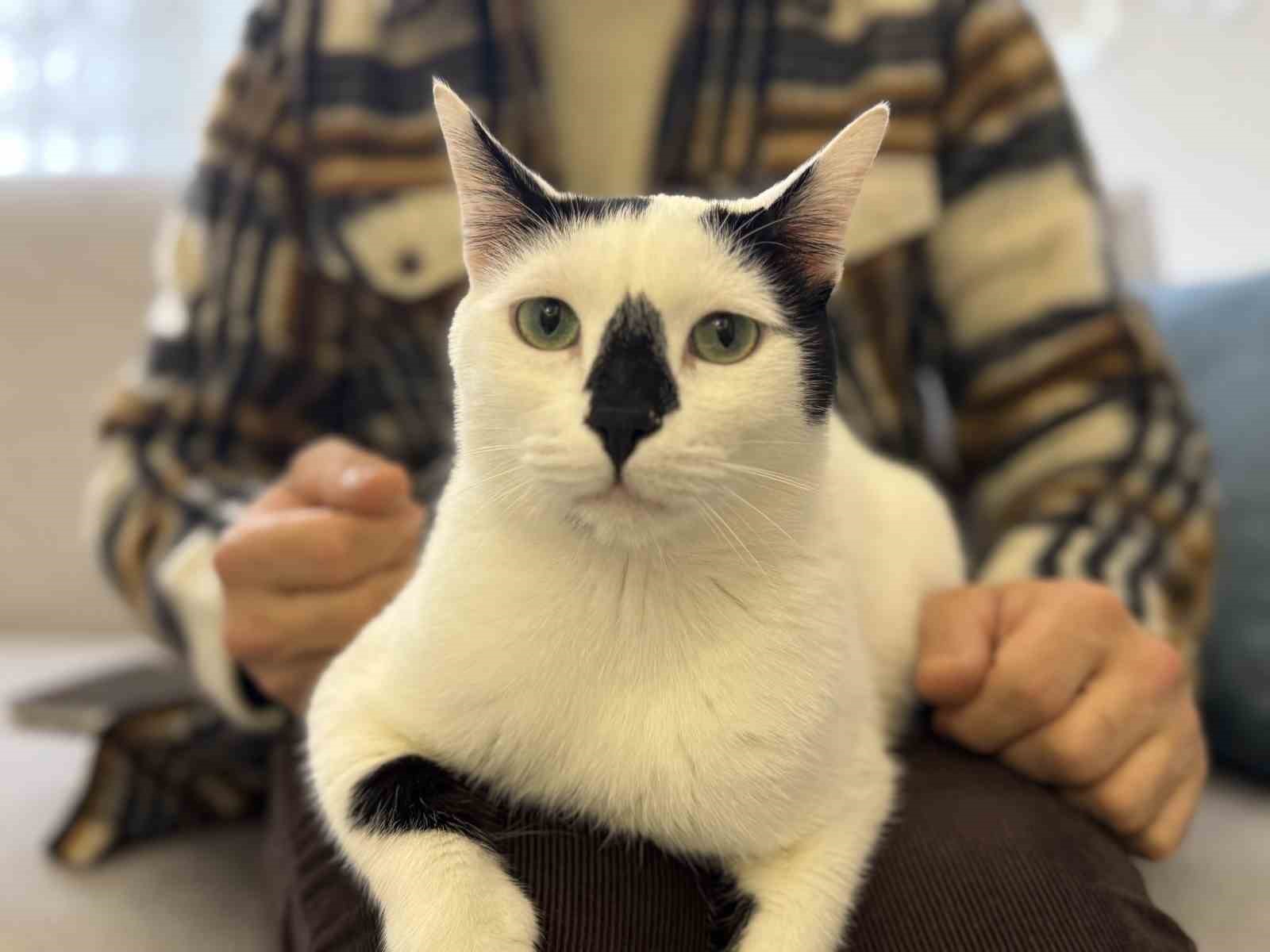 Eski itfaiye eri, enkazdan çıkardığı kediyle deprem travmasını birlikte atlattı
