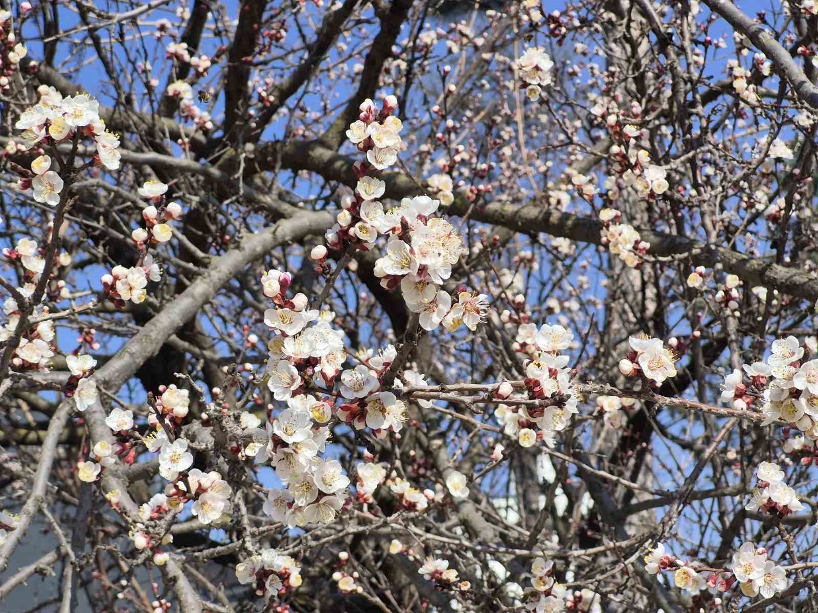 Eskişehir’de baharı müjdeleyen manzara
