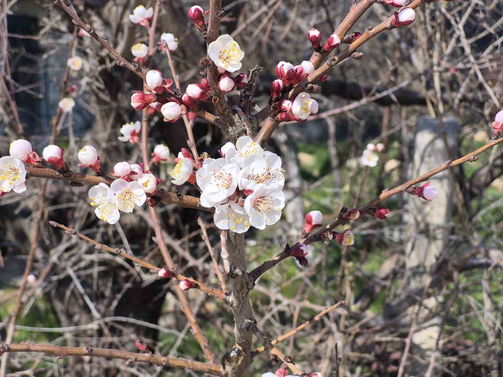 Eskişehir’de baharı müjdeleyen manzara
