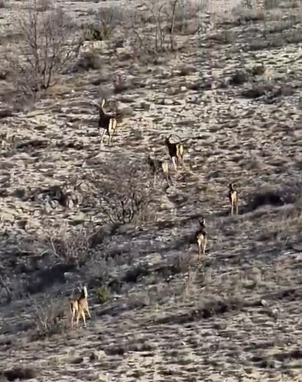 Eskişehir’de görüntülenen 8 geyik hayran bıraktı

