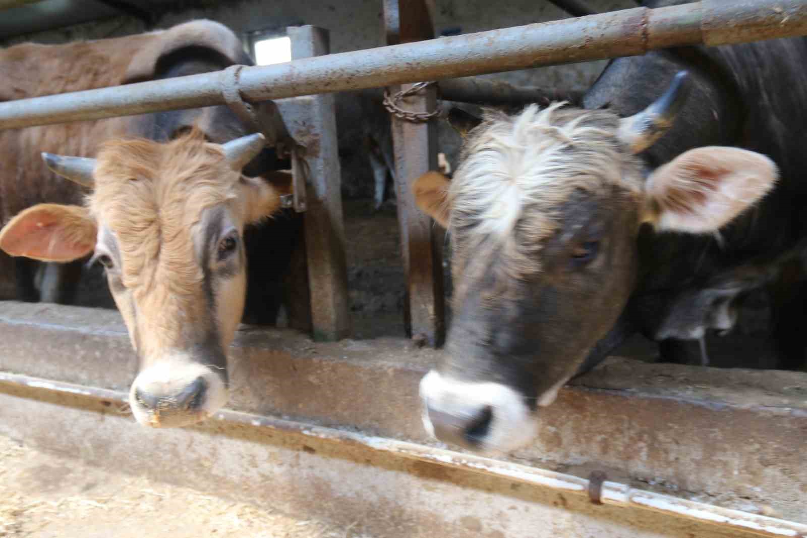 Eskişehir’de kurbanlıklar tükenmeye başladı
