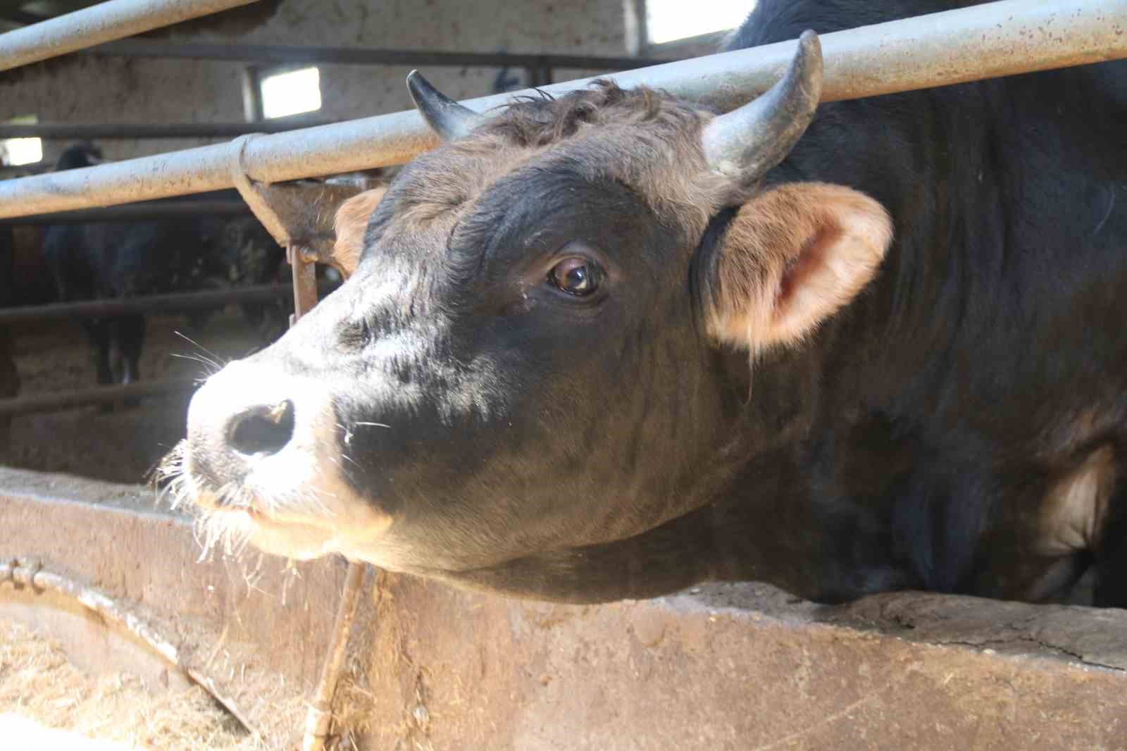 Eskişehir’de kurbanlıklar tükenmeye başladı
