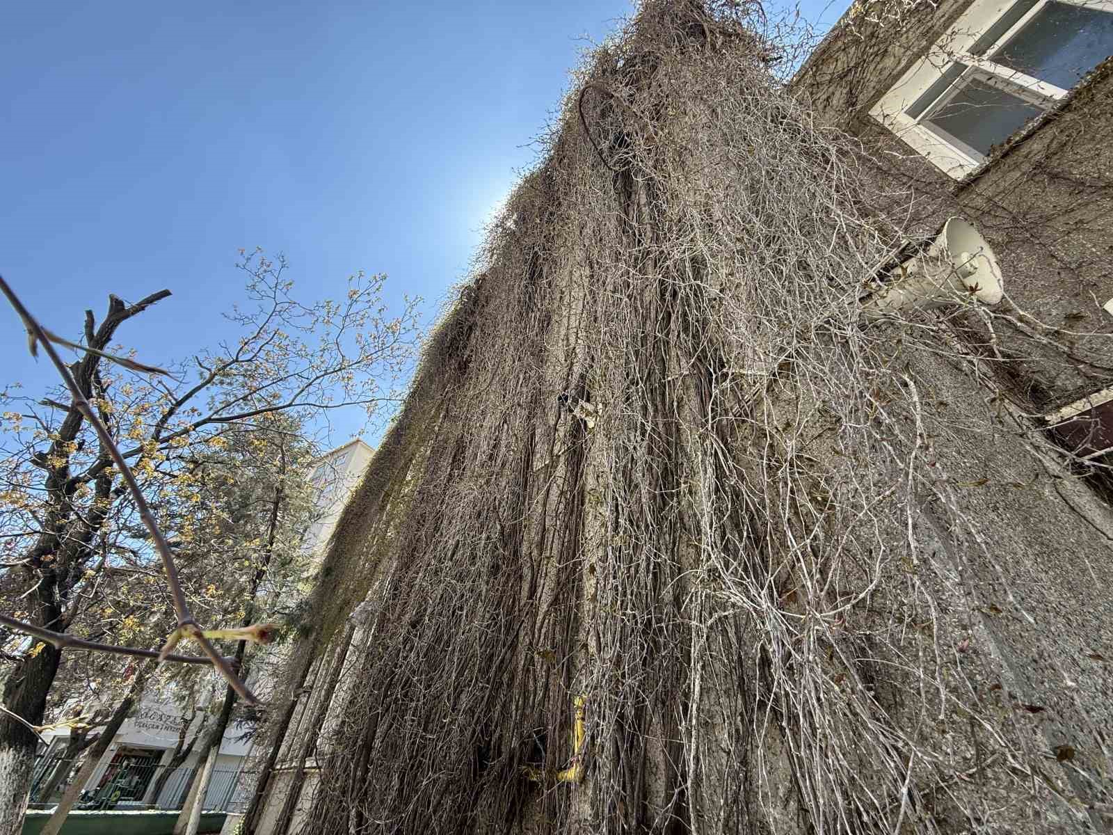 Eskişehir’de ‘Sarmaşıklı Camii’nin dış cephesi yeşermeye başladı
