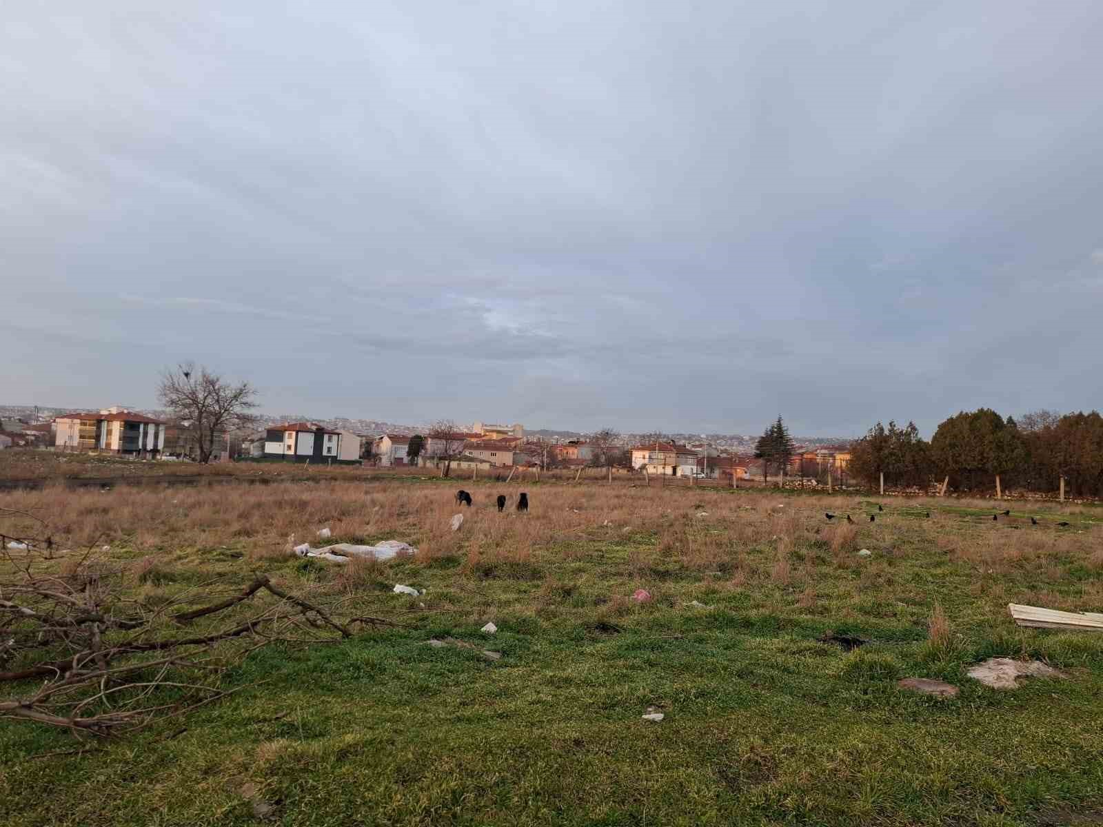 Eskişehir’de toplanmayan başıboş köpekler tedirgin ediyor
