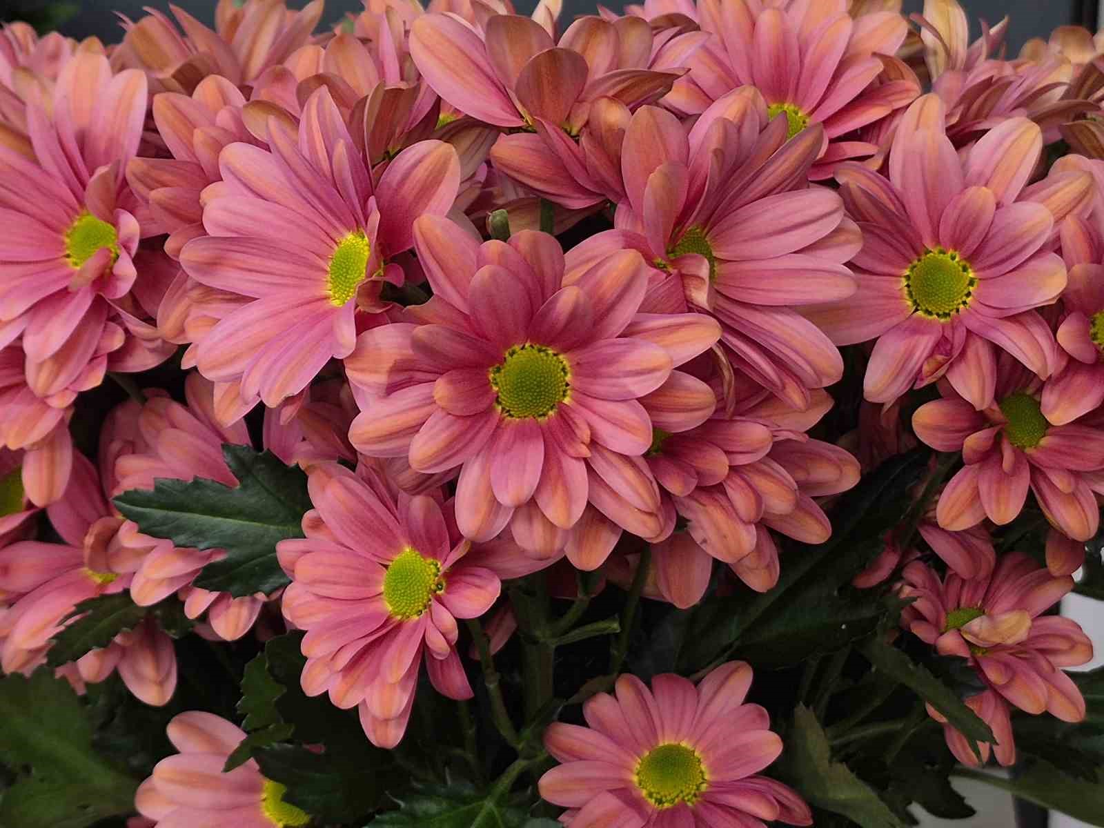 Eskişehirli çiçekçide 8 Mart mesaisi: "Not yazma telaşı çiçek seçiminden zor"
