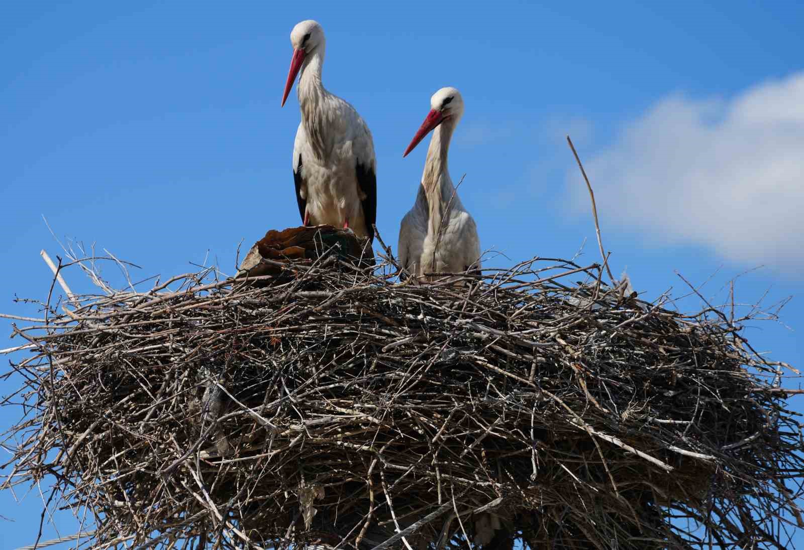 Esnafın merakla beklediği Rüzgar ve Nergis, 4’üncü yılında da aynı yuvaya döndü
