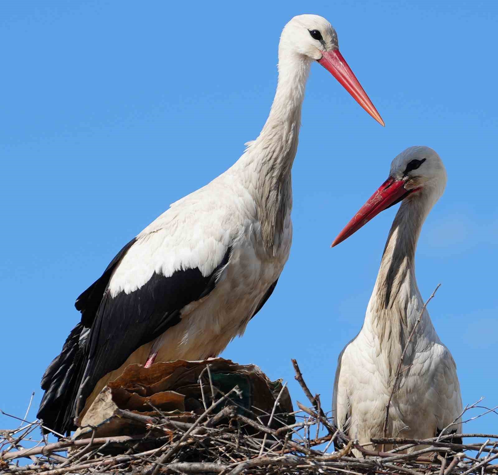 Esnafın merakla beklediği Rüzgar ve Nergis, 4’üncü yılında da aynı yuvaya döndü
