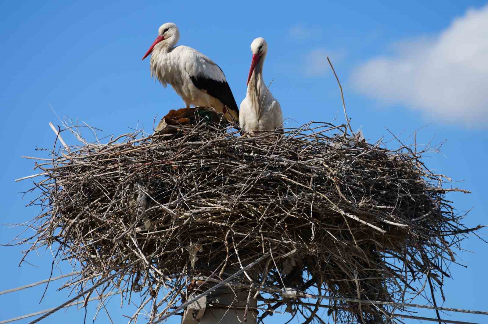 Esnafın merakla beklediği Rüzgar ve Nergis, 4’üncü yılında da aynı yuvaya döndü
