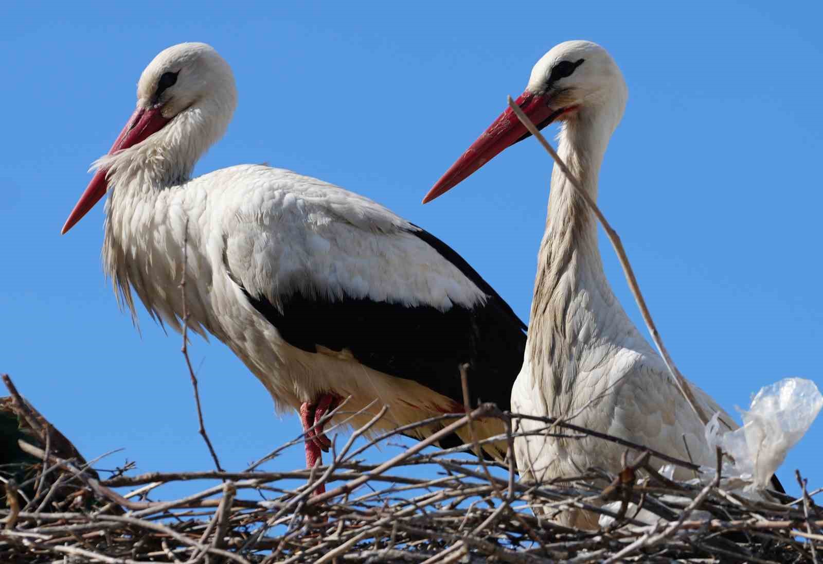 Esnafın merakla beklediği Rüzgar ve Nergis, 4’üncü yılında da aynı yuvaya döndü
