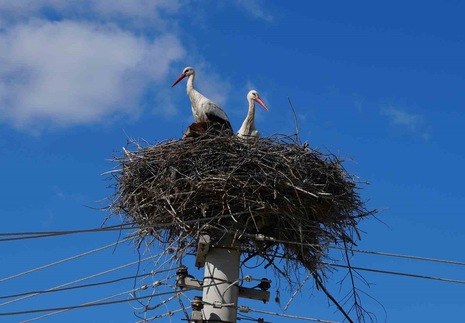 Esnafın merakla beklediği Rüzgar ve Nergis, 4’üncü yılında da aynı yuvaya döndü
