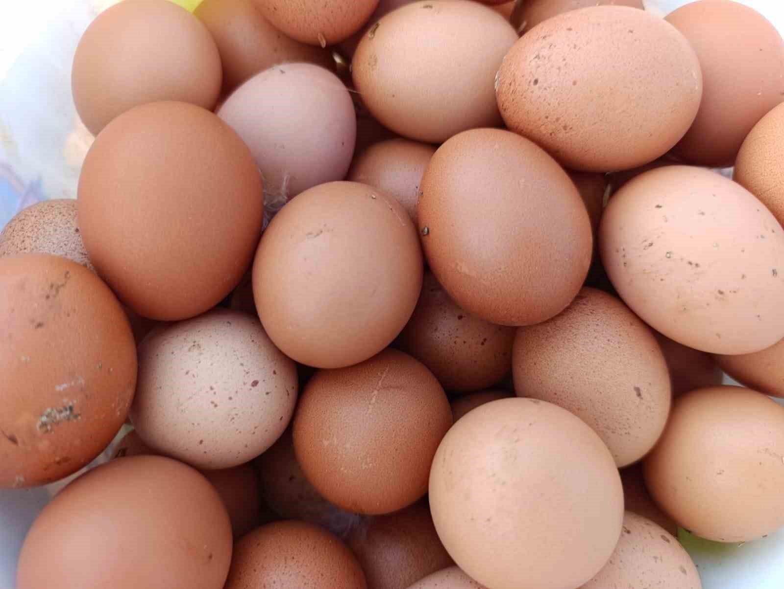 Ev kiraları şehirden kaçırdı, köyde "gezen tavuk" çiftliği kurdu
